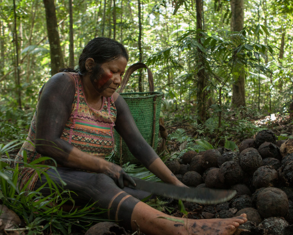 All About Our Brazil Nuts