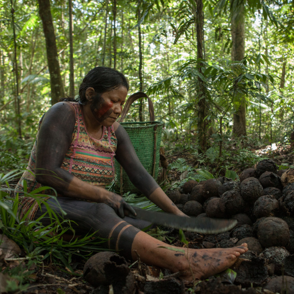 All About Our Brazil Nuts
